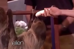 Sloth shows dick eating gift